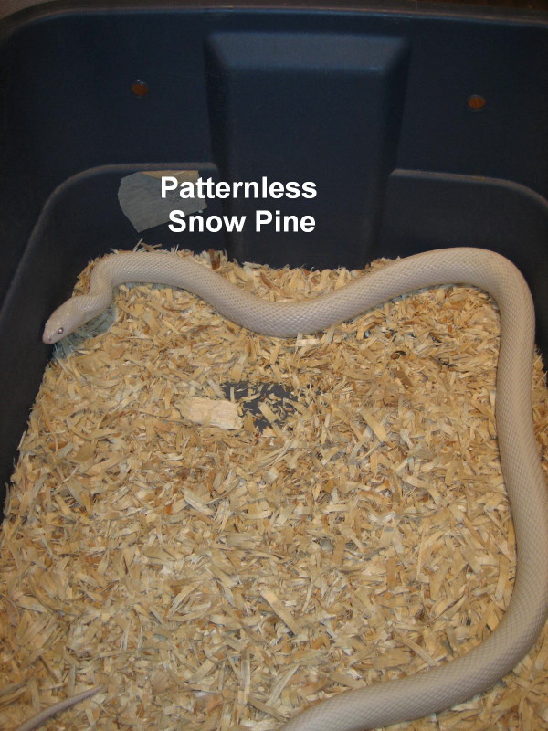 Paternless Snow Pine