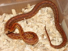 Patternless (Hypo) Cape Gopher