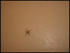 Spider I found in my house