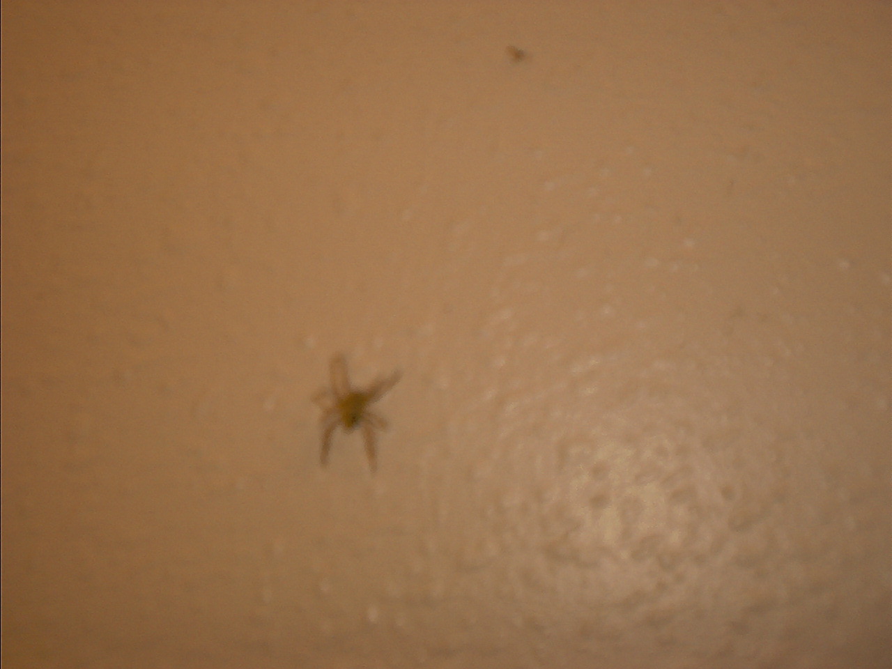 Spider I found in my house