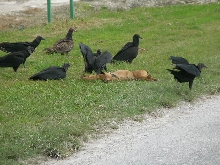 vultures and dog