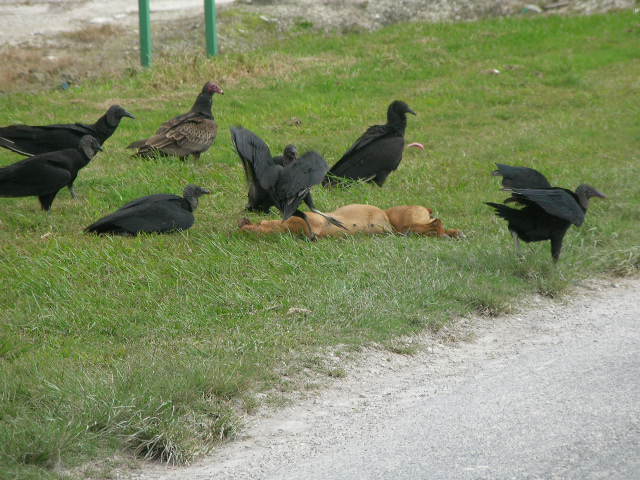 vultures and dog