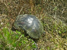 homestead turtle
