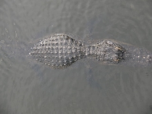female gator