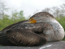 sleeping bird