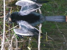 anhinga drying