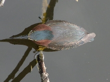green heron
