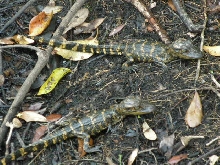 two hatchlings
