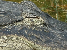 napping gator
