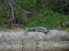 female acutus