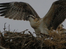 osprey