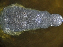 male acutus head