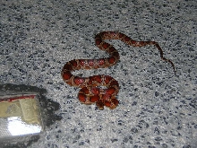 red rat