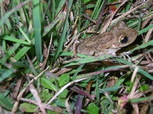 frog