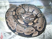 blonde bee male x VPI female