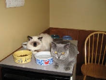 Bluey & Tiffany