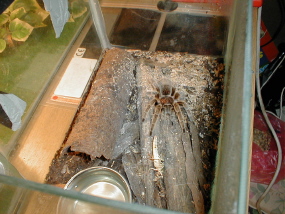 new spider not sure what type