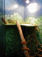 igabelle basking