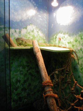 igabelle basking