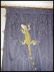 my curtains