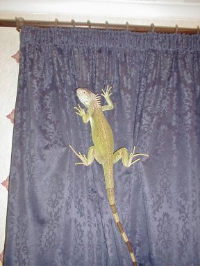 my curtains