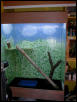 igabelles the iguana new home