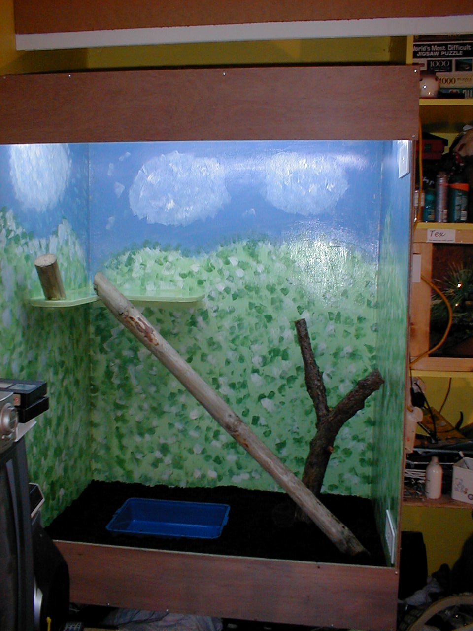 igabelles the iguana new home