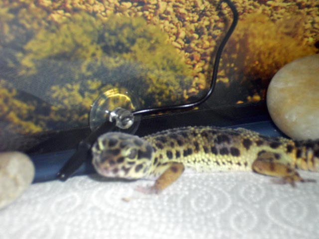 Cammi 004