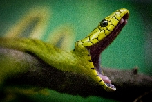 dendroaspis_viridis
