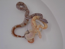 Triple het female & Sunglow Male