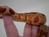 Abby Salmon Tail