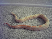 Striped Sunglow male- from Mike W.