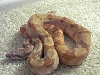 Ihle possible super salmon 66% het albino