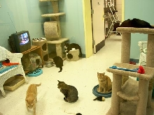 Cat Room at Shelter
