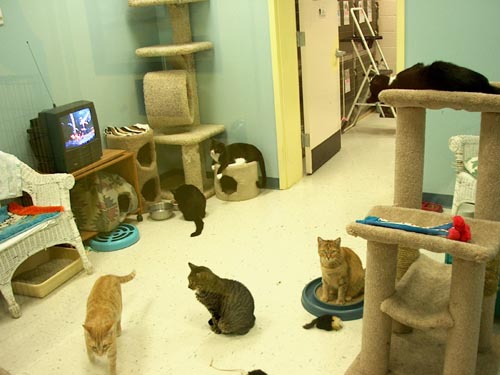 Cat Room at Shelter
