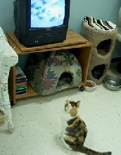 Watching the Boob Tube