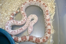 amel male s.pine