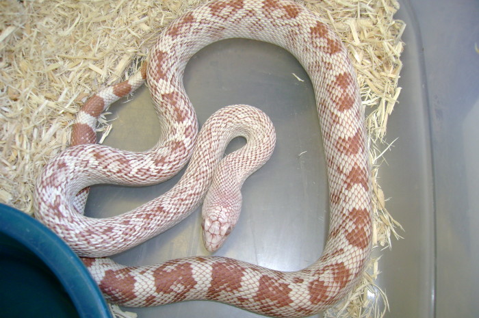 amel male s.pine