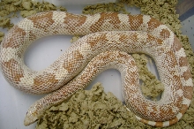 #2  female amel s.pine