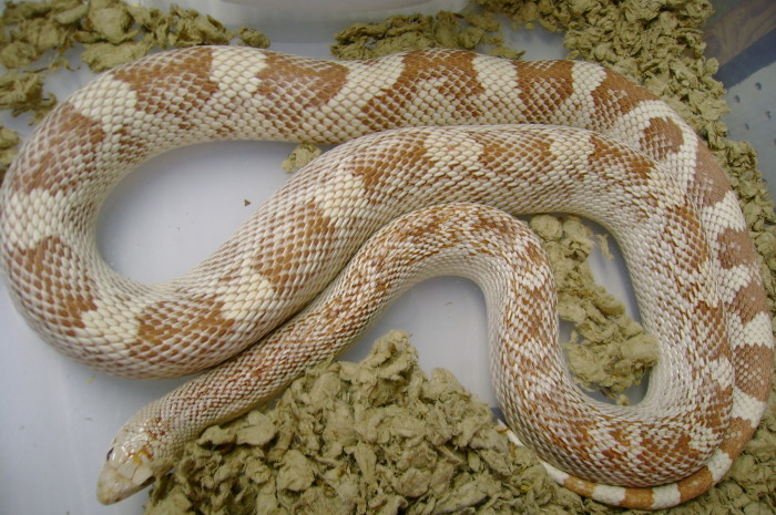#2  female amel s.pine