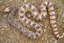 female la pine