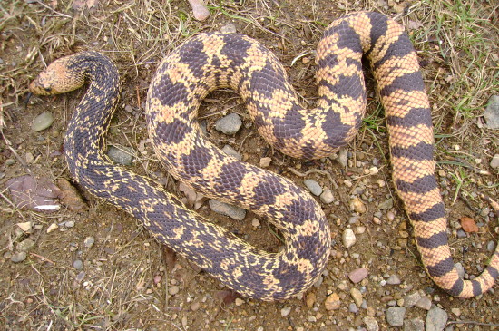 female la pine