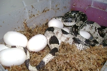 mom with eggs