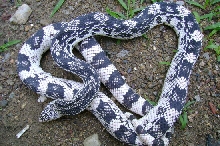 05 male holdback