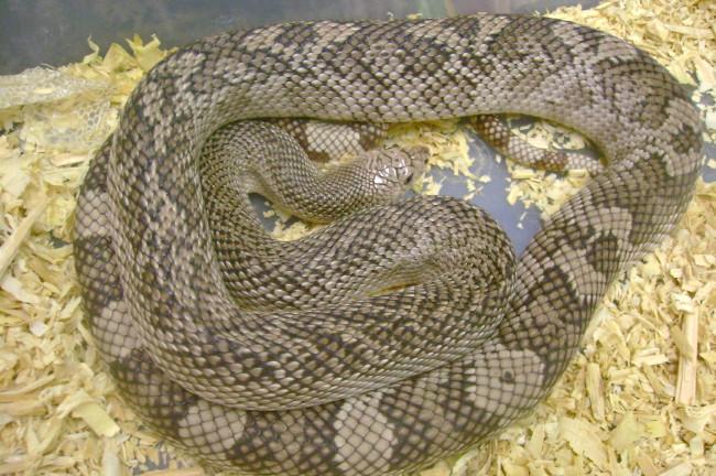 male s.pine