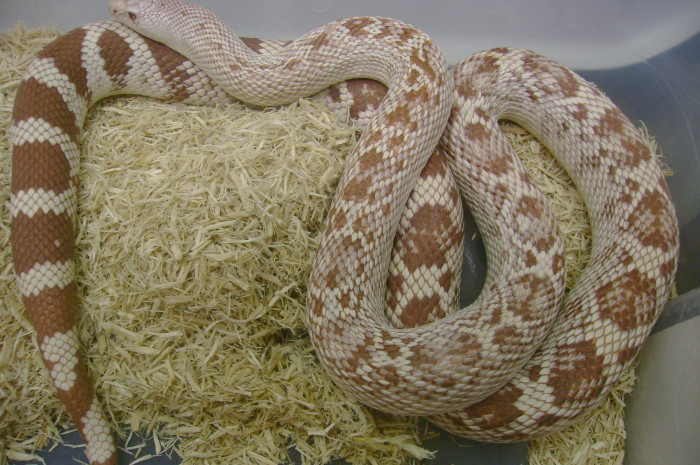 amel s.pine female