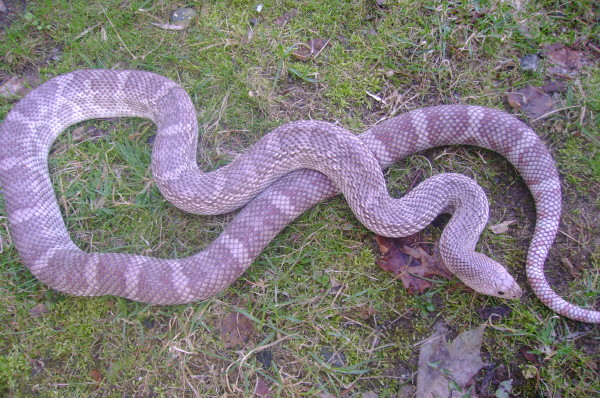 female s.pine