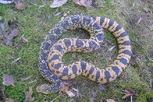 female la.pine