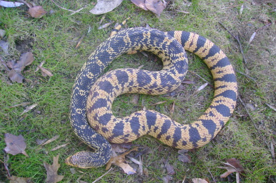 female la.pine