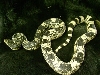 big female n.pine